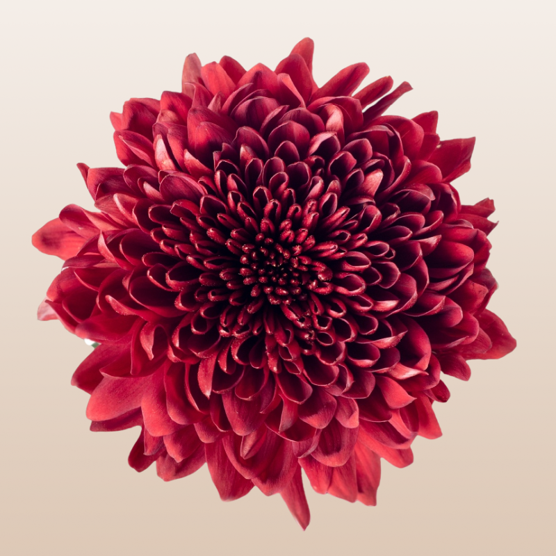 Chrysanthemum Red Velvet
