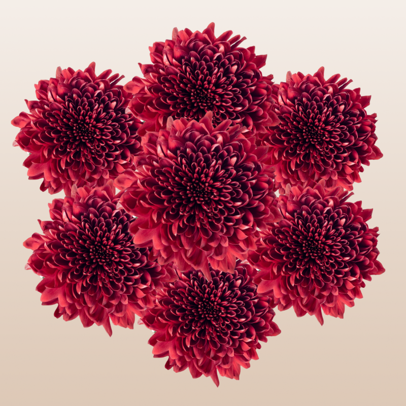 Chrysanthemum Red Velvet