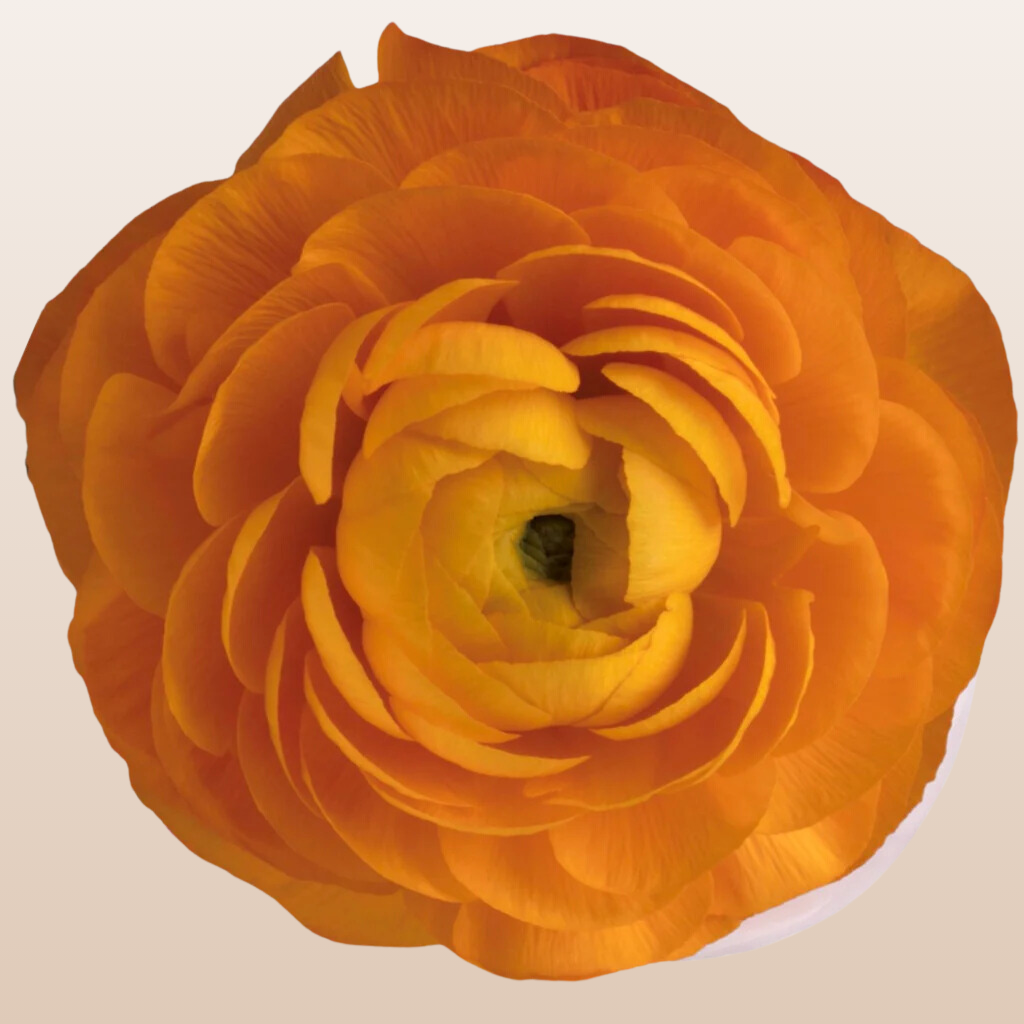 Ranunculus Orange