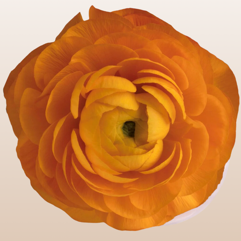 Ranunculus Orange