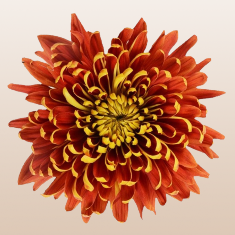 Chrysanthemum Bronze