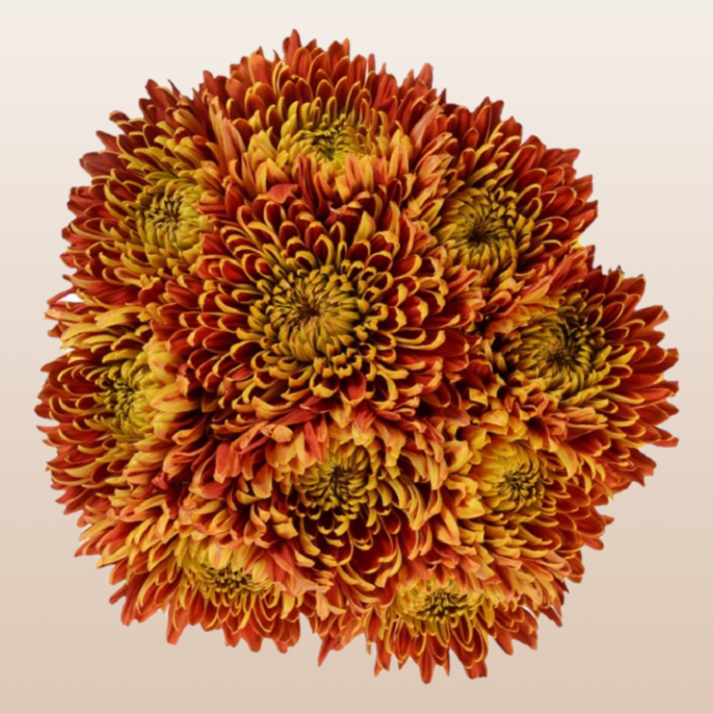 Chrysanthemum Bronze