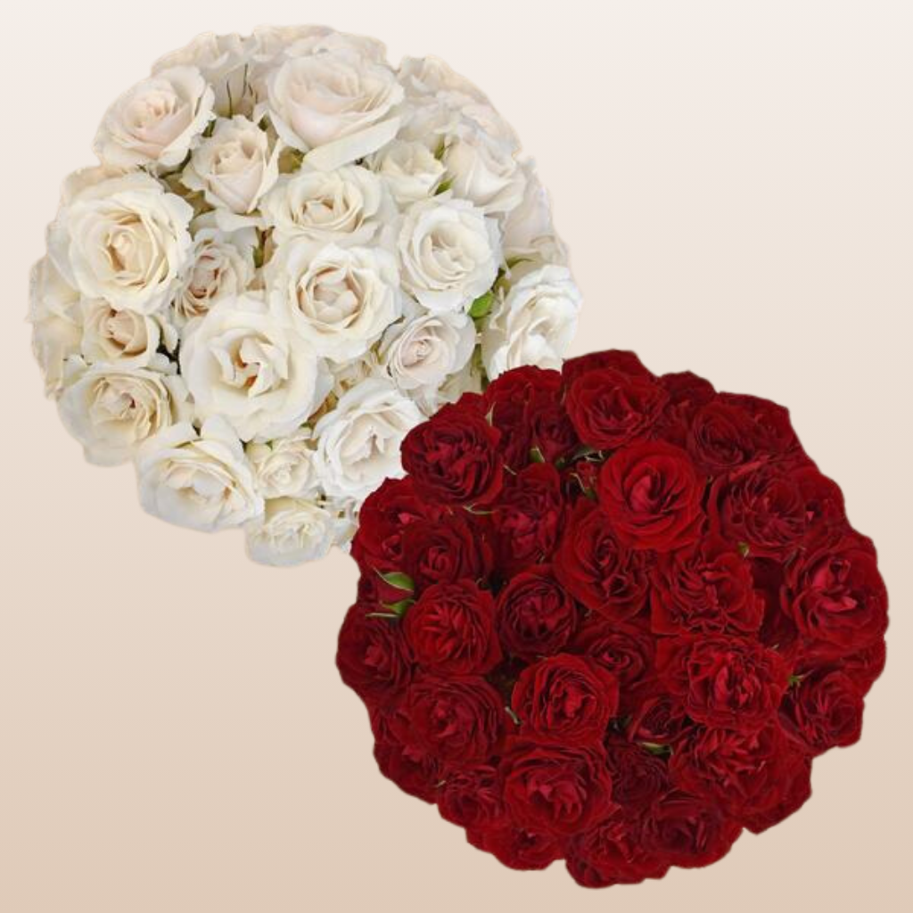Spray Roses Duo White - Red