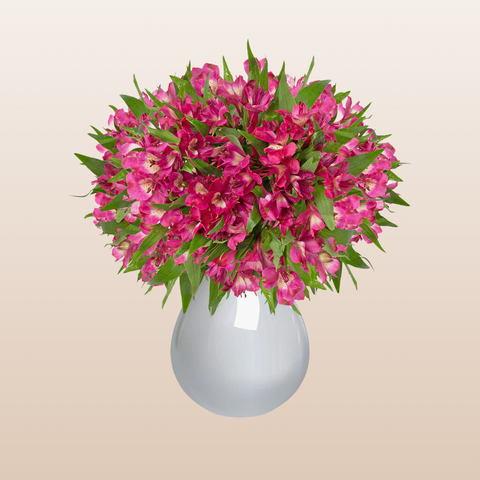 Alstroemeria Hot Pink