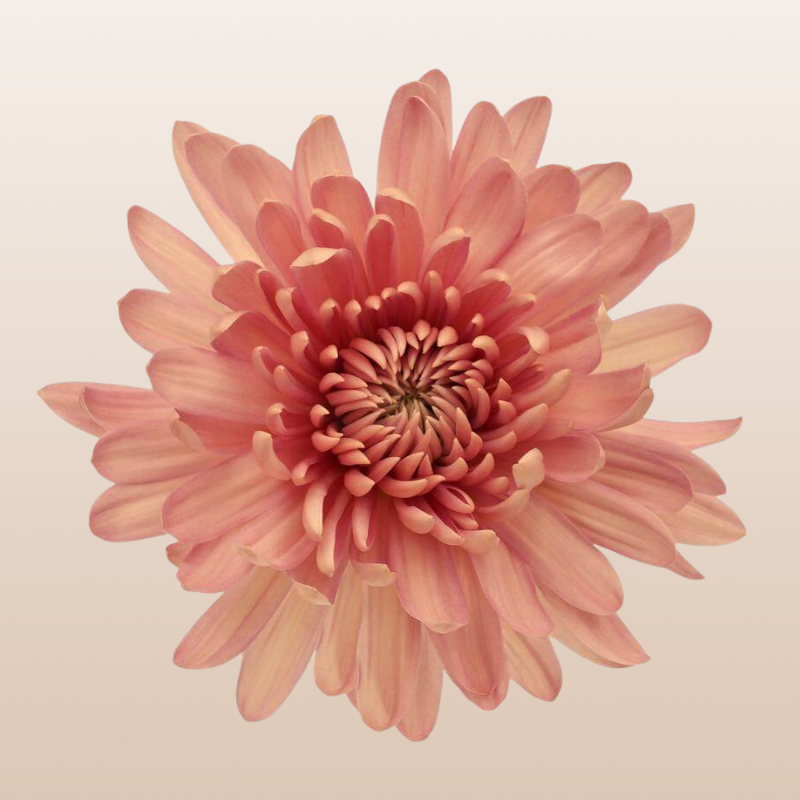 Chrysanthemum Peach Linette