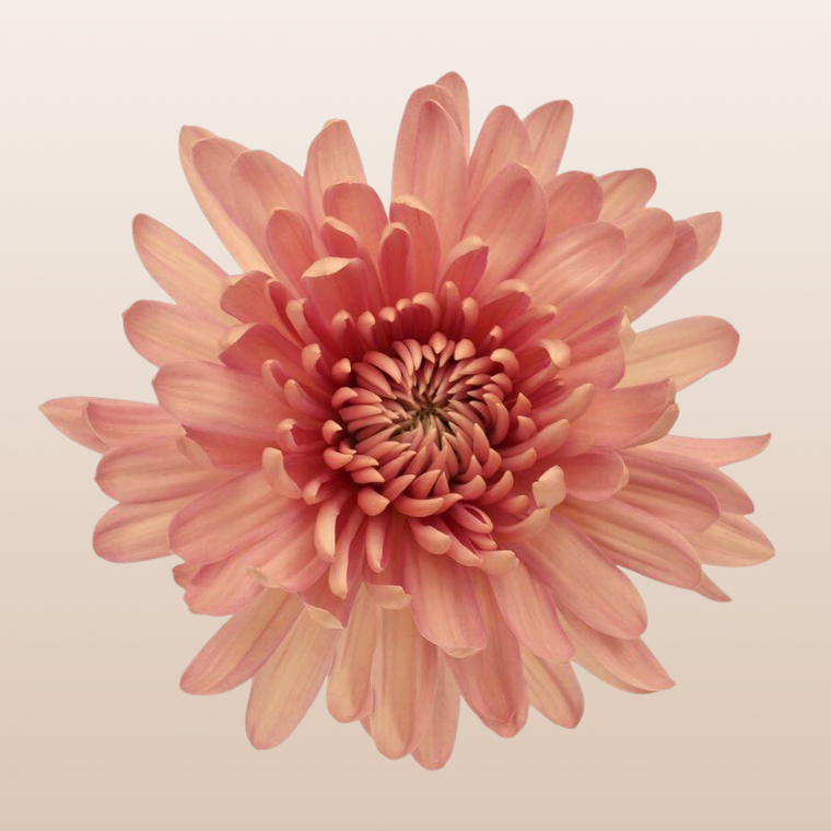 Chrysanthemum Peach Linette