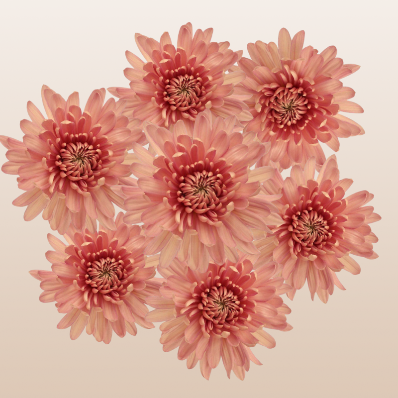 Chrysanthemum Peach Linette