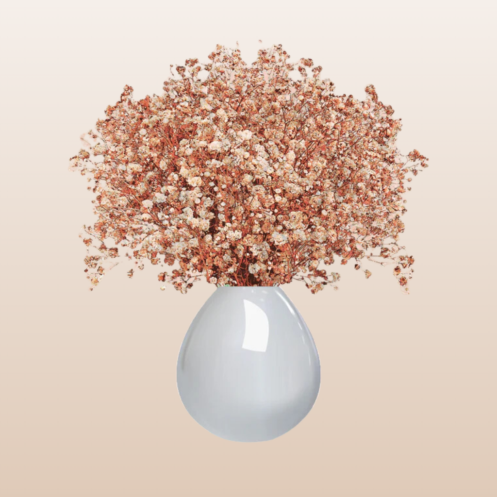 Baby's Breath Peach