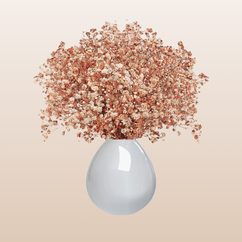 Baby's Breath Peach