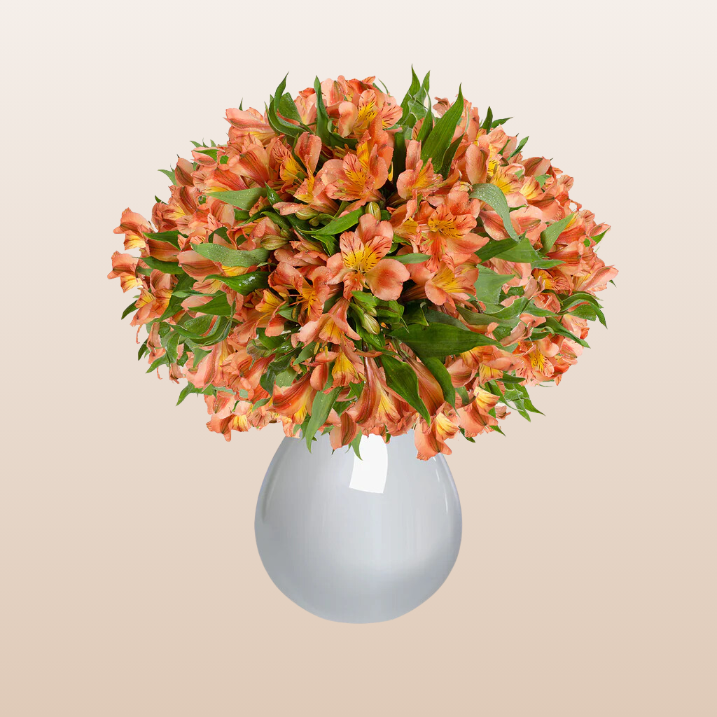 Alstroemeria Orange