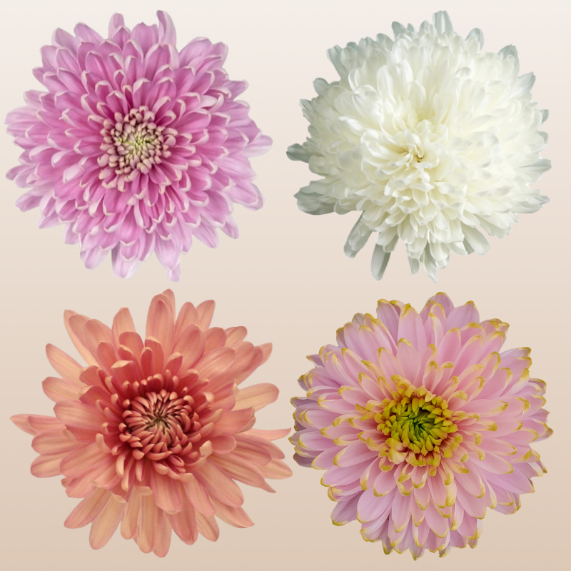 Chrysanthemum Assorted Pastel