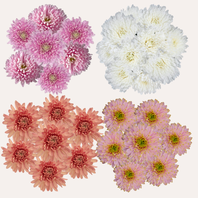 Chrysanthemum Assorted Pastel