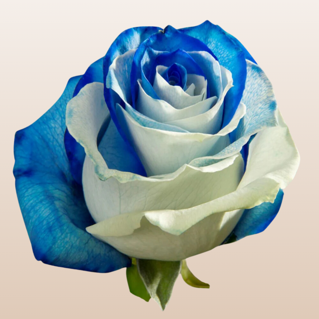 White - Blue Tinted Roses