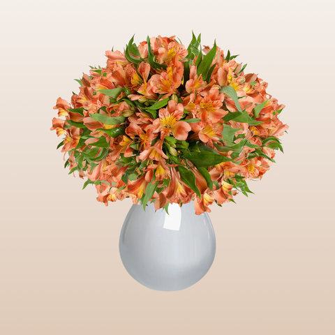 Alstroemeria Orange