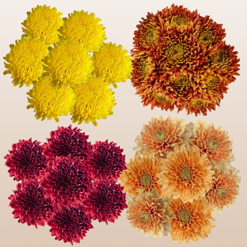 Chrysanthemum Fall Assorted