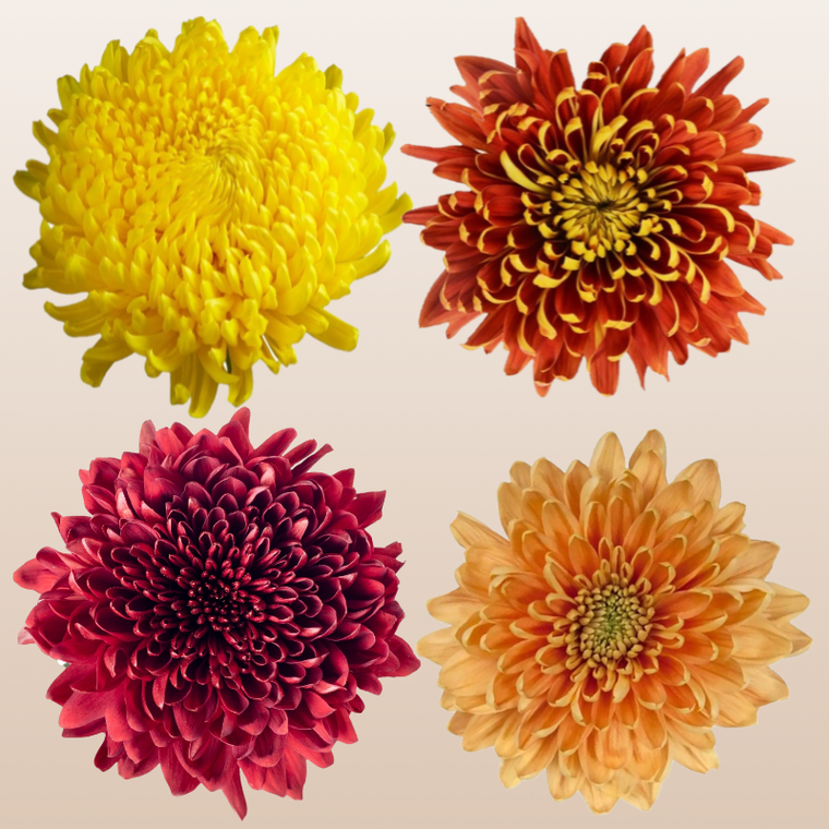 Chrysanthemum Fall Assorted