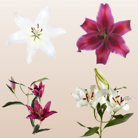White and Red Oriental Lilies
