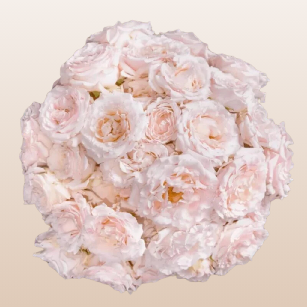 Wedding Rosever Blush Pink Spray Garden Roses