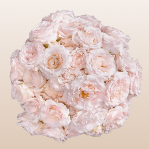 Wedding Rosever Blush Pink Spray Garden Roses