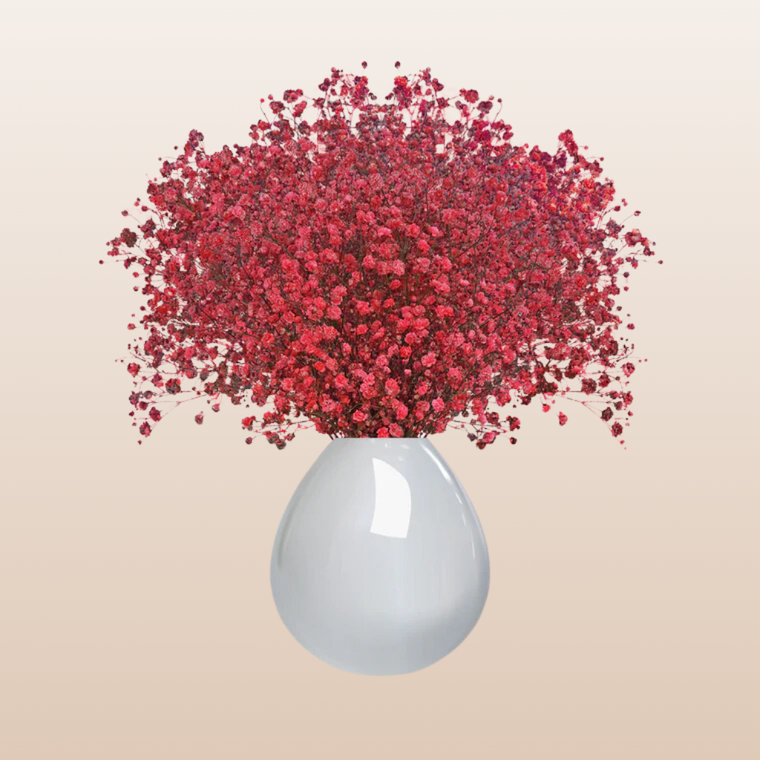 Baby's Breath Red Tinted