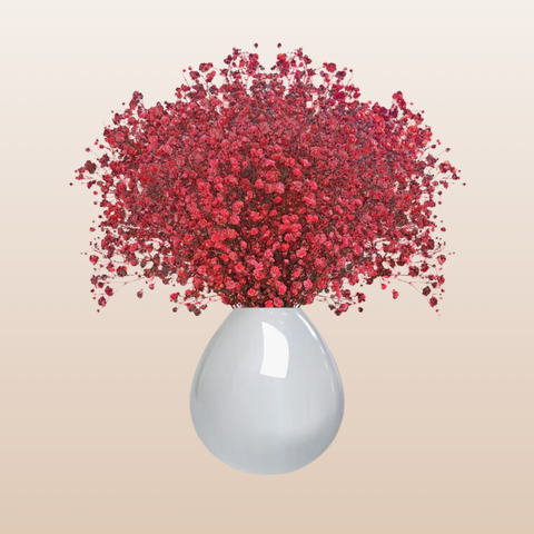 Baby's Breath Red Tinted