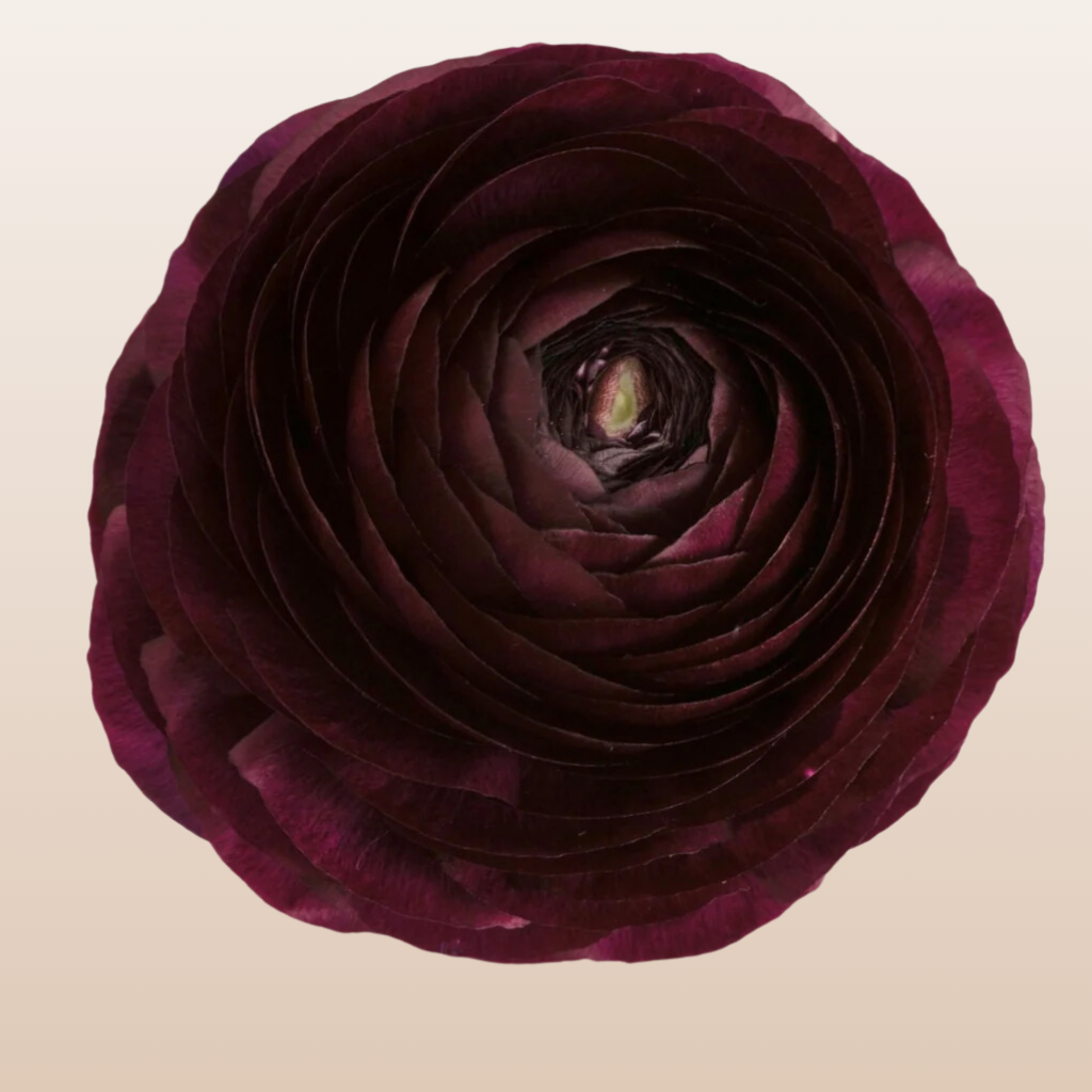 Ranunculus Burgundy - EbloomsDirect