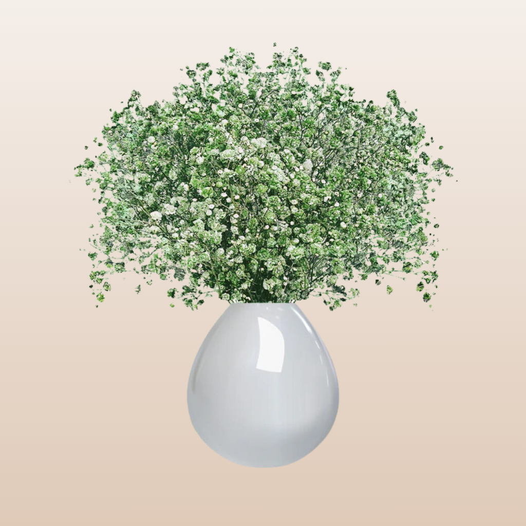 Baby's Breath Light Green