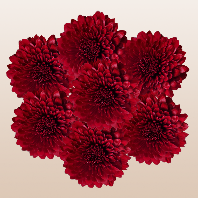 Chrysanthemum Testarossa Red
