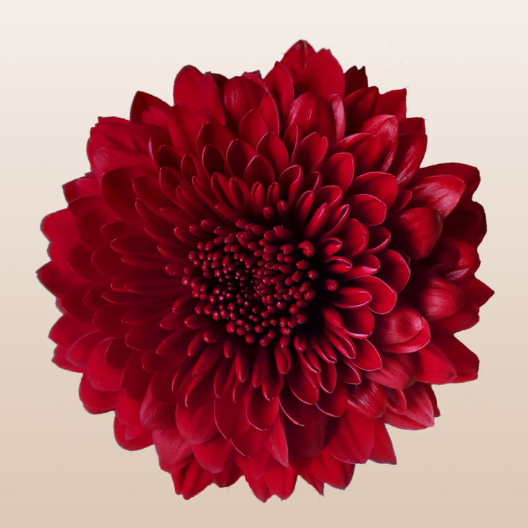 Chrysanthemum Testarossa Red