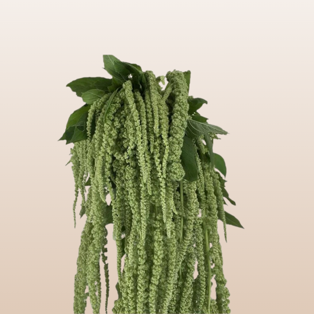 Amaranthus Green