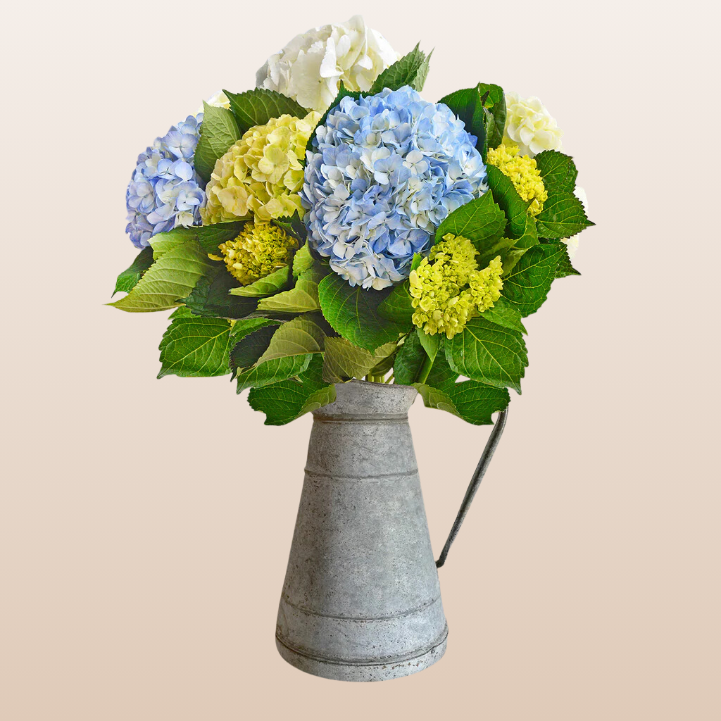 Hydrangeas Assorted
