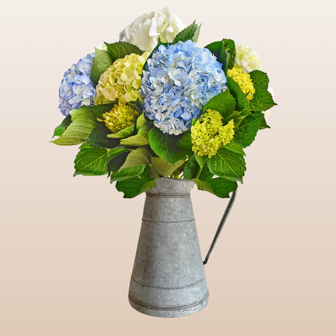 Hydrangeas Assorted