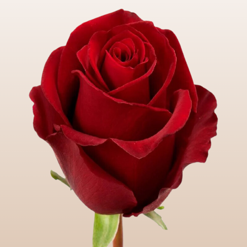 Tinto Red Roses