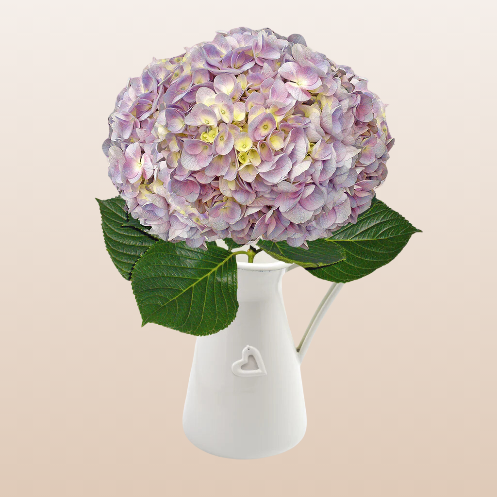 Hydrangeas Lavender