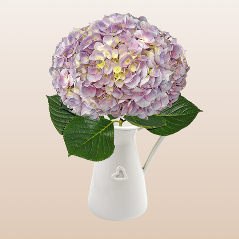 Hydrangeas Lavender