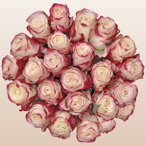 Bicolor White/Red Roses