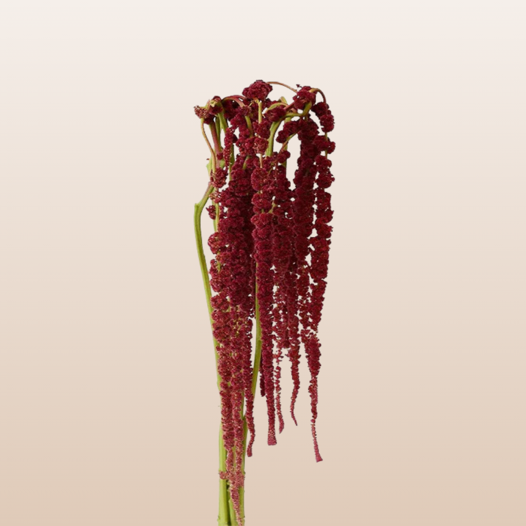 Amaranthus Red