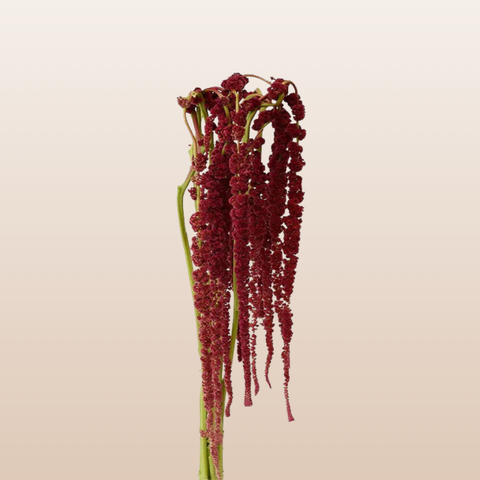 Amaranthus Red