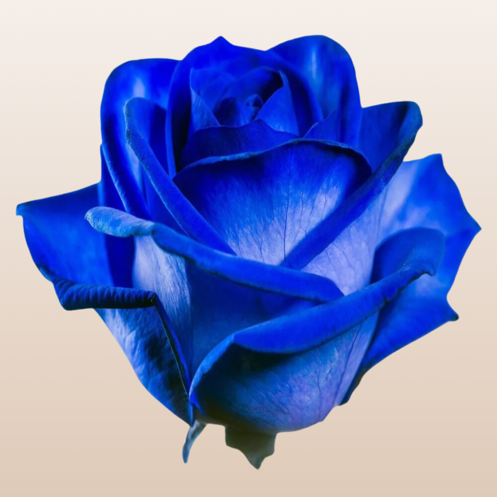 Blue Tinted Roses