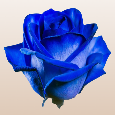Blue Tinted Roses