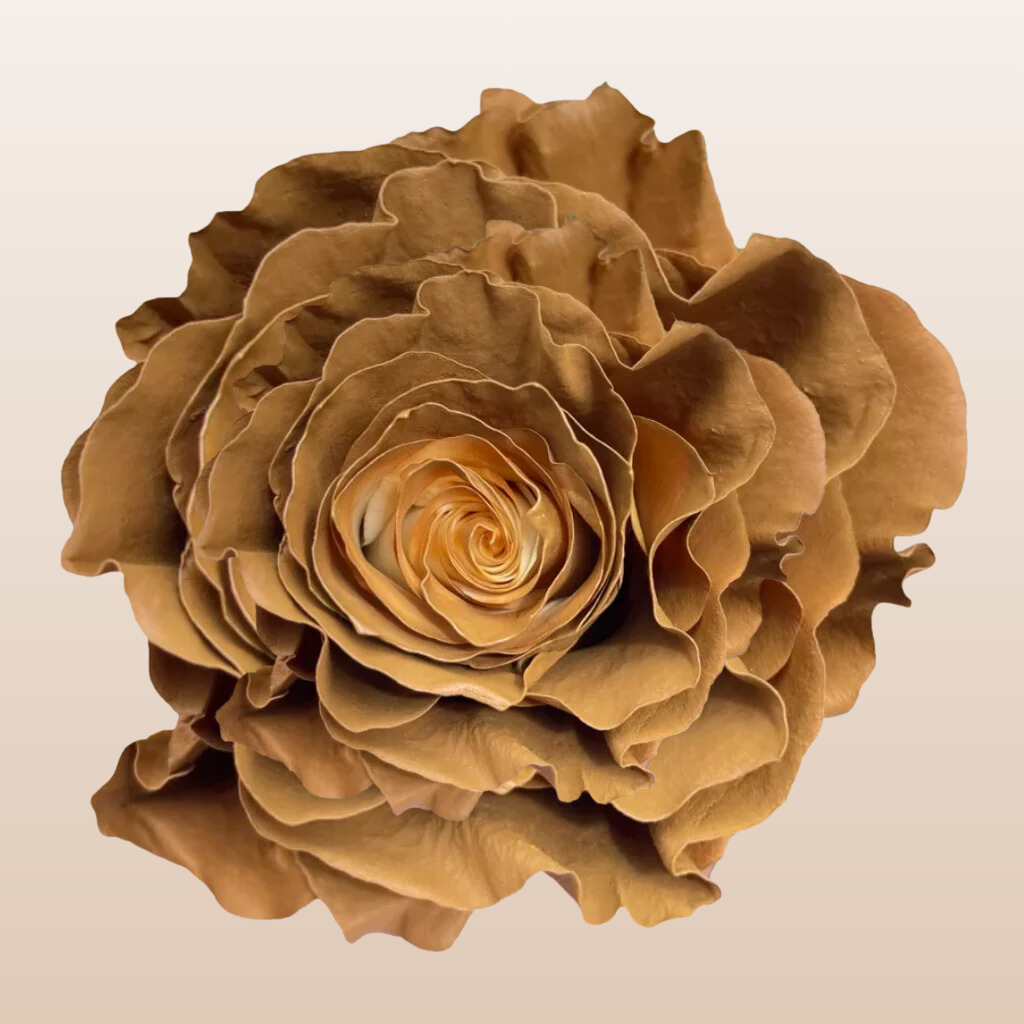 Cinnamon Tinted Roses