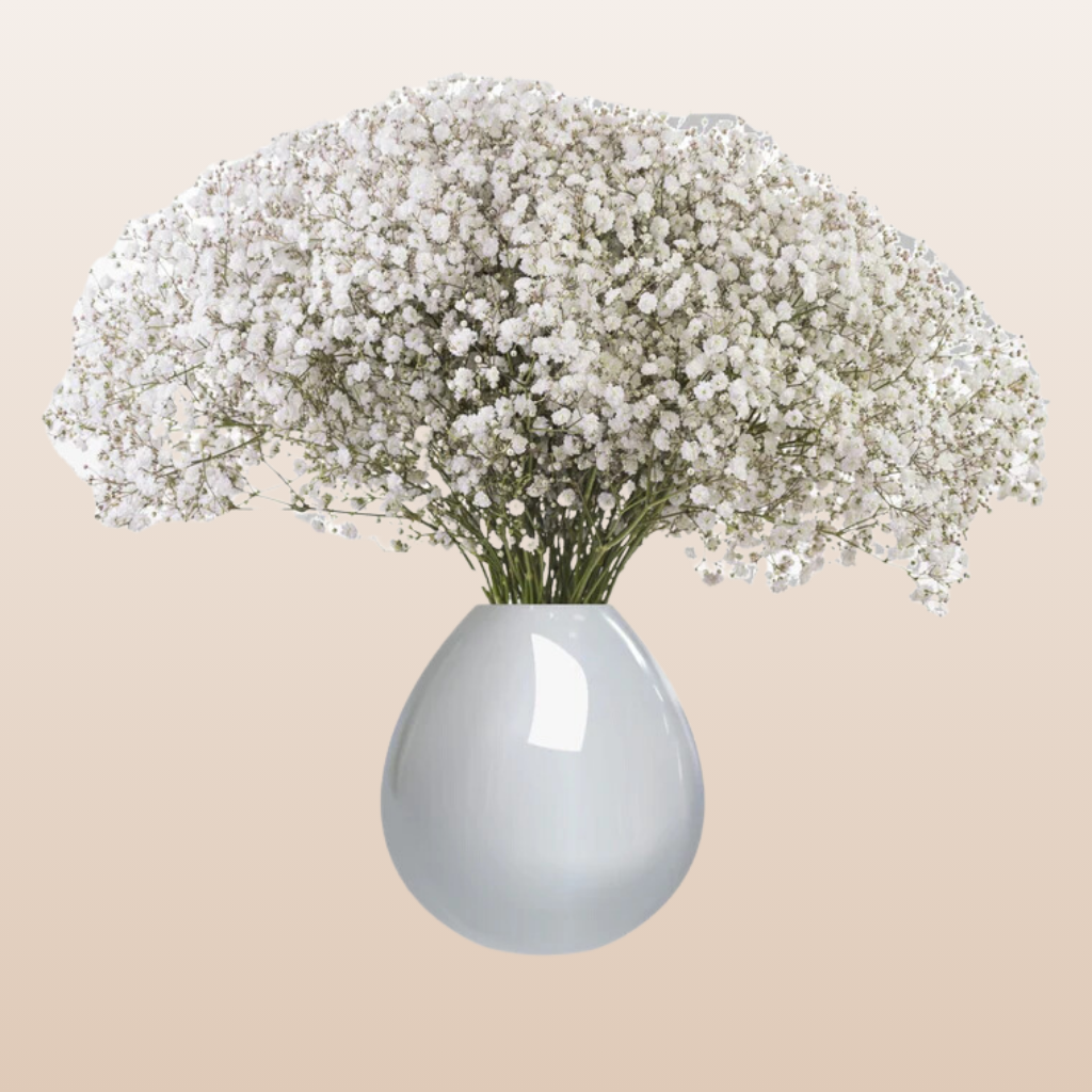 Baby's Breath Elena