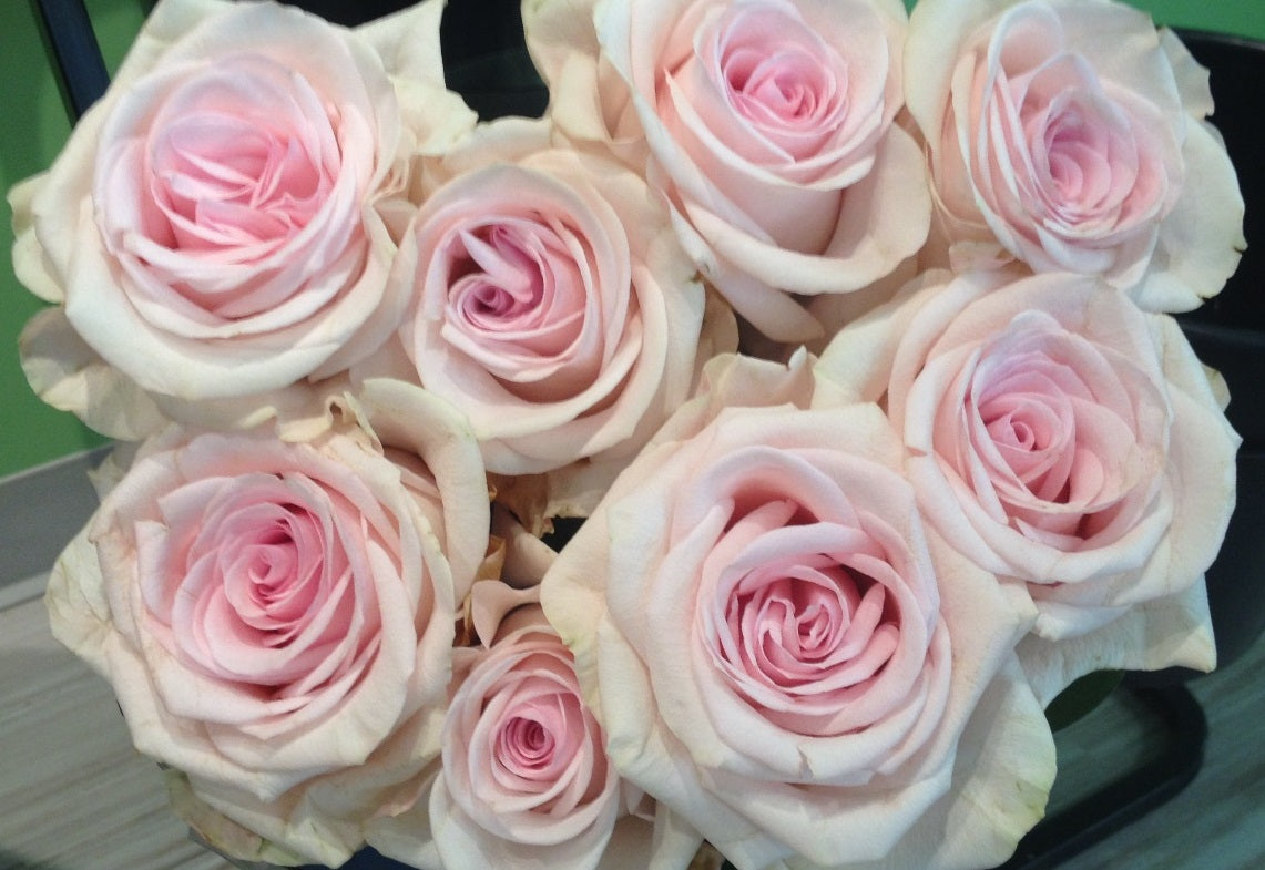 Believed Roses Faith Rose Variety - EbloomsDirect – Eblooms Farm Direct Inc.