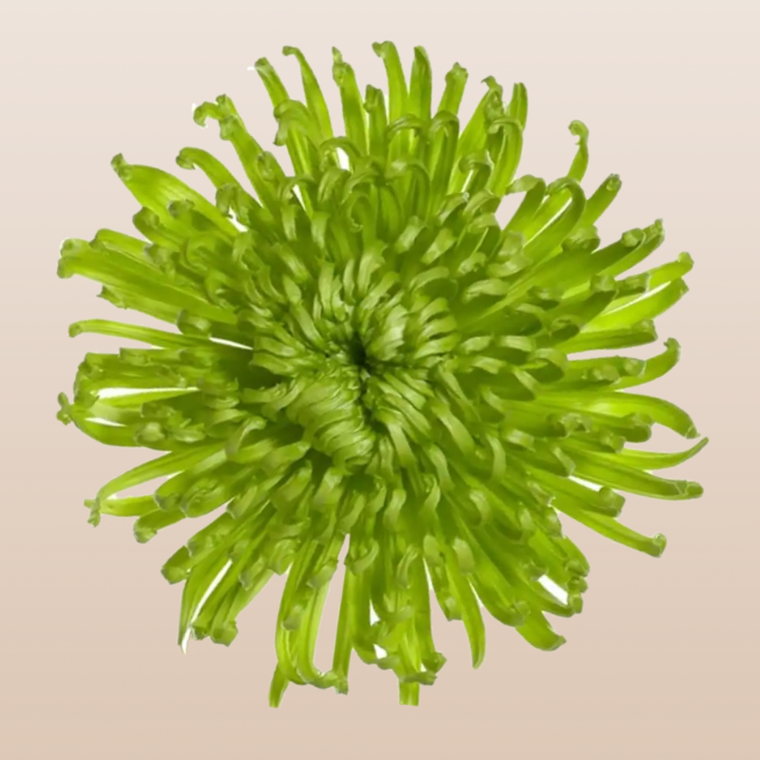 Chrysanthemum Green Anastasia
