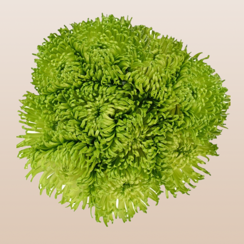 Chrysanthemum Green Anastasia