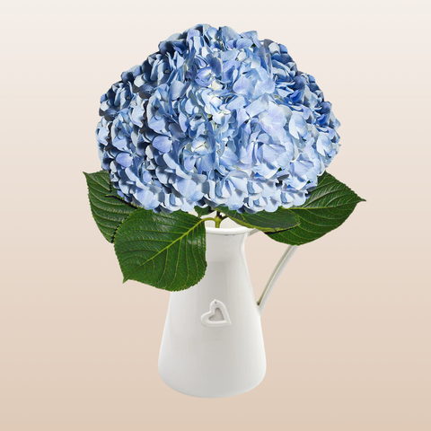 Hydrangeas Blue