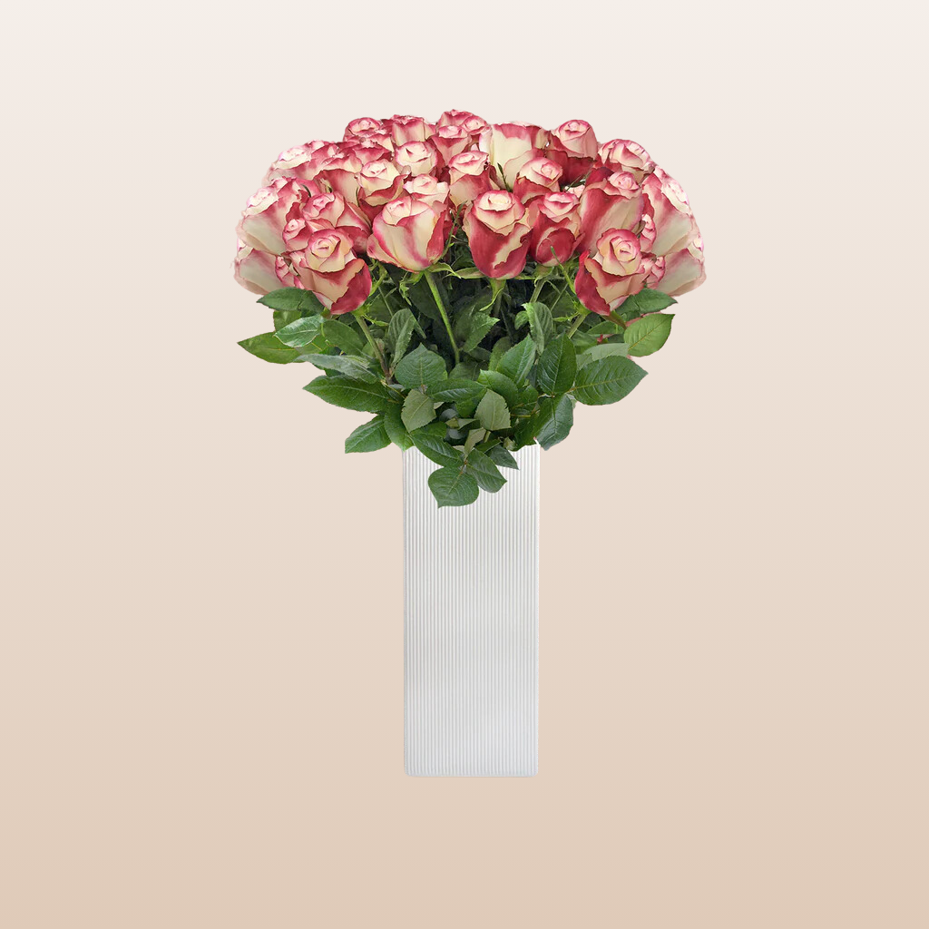 Bicolor White/Red Roses