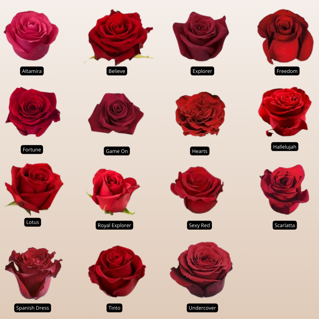 Fortune Roses