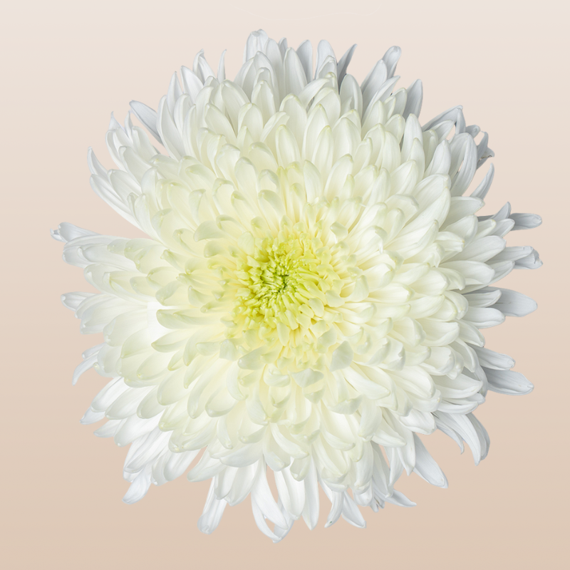 Chrysanthemum Super White Magnum