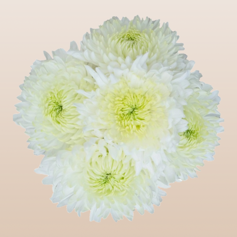 Chrysanthemum Super White Magnum